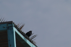 Euphagus cyanocephalus