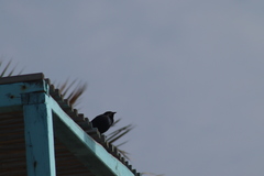 Euphagus cyanocephalus