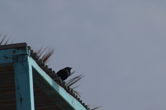 Euphagus cyanocephalus