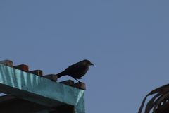 Euphagus cyanocephalus