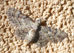 Gymnoscelis lophopus