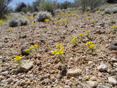 Eriophyllum wallacei