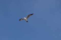 Larus