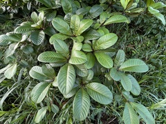 Terminalia kaernbachii