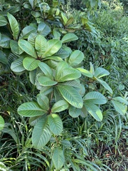 Terminalia kaernbachii