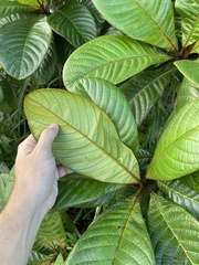 Terminalia kaernbachii