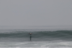 Pelecanus occidentalis californicus