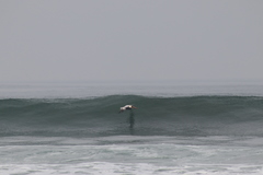 Pelecanus occidentalis californicus