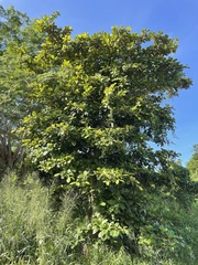 Terminalia kaernbachii