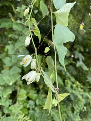 Passiflora biflora