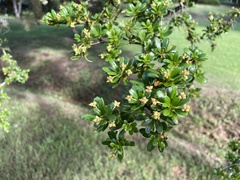 Terminalia molinetii