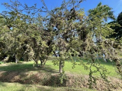 Terminalia molinetii