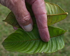 Diploglottis diphyllostegia