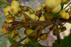 Diploglottis diphyllostegia