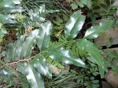 Putranjiva formosana