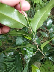 Putranjiva formosana