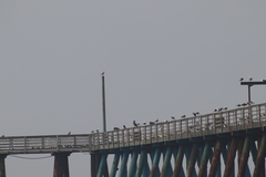 Pelecanus occidentalis