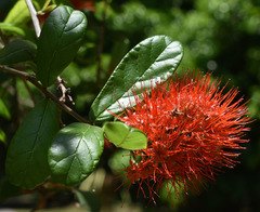 Combretum constrictum