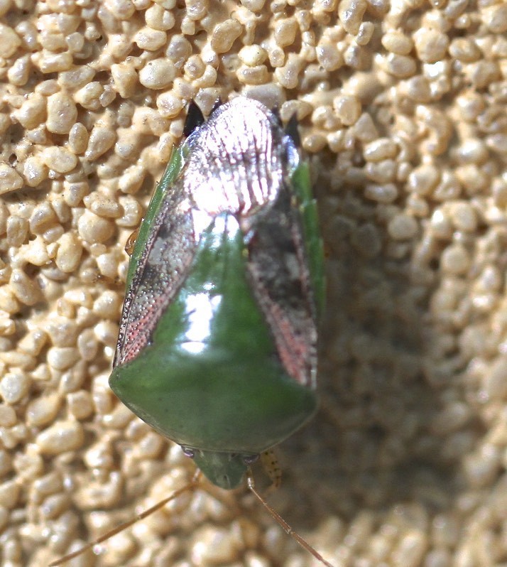 Pegala