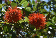 Combretum constrictum