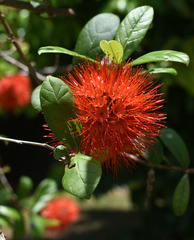 Combretum constrictum