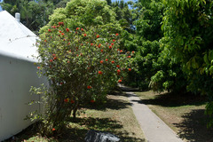 Combretum constrictum