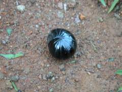 Arthrosphaera