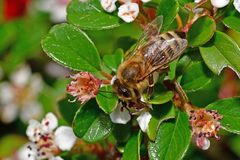 Apis mellifera