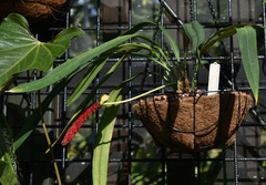 Anthurium bakeri