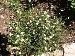 Erigeron karvinskianus