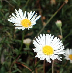Erigeron karvinskianus