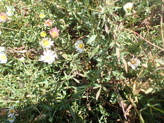 Erigeron karvinskianus