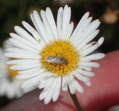 Erigeron karvinskianus