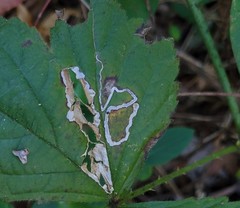 Stigmella villosella