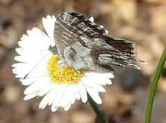 Cacyreus marshalli