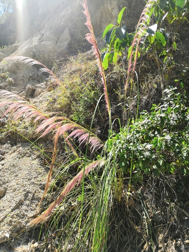 Muhlenbergia speciosa