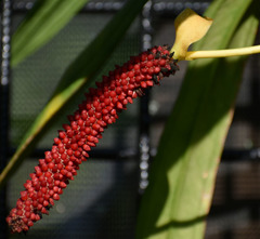 Anthurium bakeri