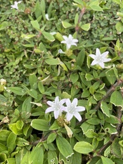 Richardia grandiflora