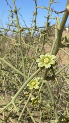 Acanthosicyos horridus