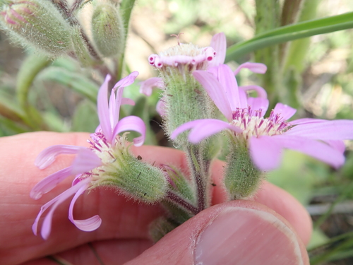 Image of Senecio speciosus by no rights reserved