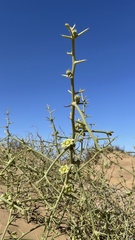 Acanthosicyos horridus