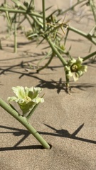 Acanthosicyos horridus