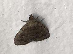 Idia diminuendis
