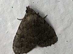 Idia diminuendis