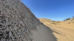 Acanthosicyos horridus