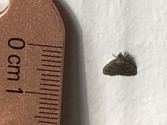Idia diminuendis
