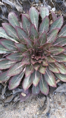 Oenothera