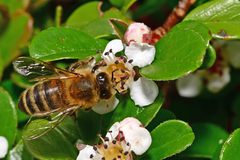 Apis mellifera