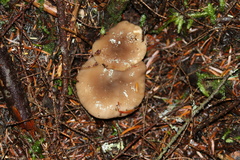 Lactarius pseudomucidus