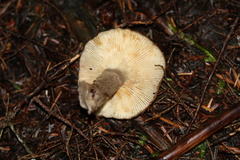 Lactarius pseudomucidus